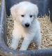 Great Pyrenees Puppies for sale in Port Orchard, WA, USA. price: $400