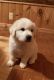 Great Pyrenees Puppies for sale in Otisville, NY 10963, USA. price: NA