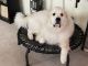 Great Pyrenees Puppies for sale in Melrose Park, IL 60164, USA. price: NA