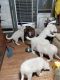 Great Pyrenees Puppies for sale in Cantonment, FL 32533, USA. price: NA