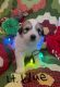 Great Pyrenees Puppies for sale in Temple, GA 30179, USA. price: $400