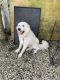 Great Pyrenees Puppies for sale in Palmetto Bay, FL, USA. price: $250