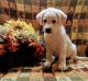 Great Pyrenees Puppies for sale in Smicksburg, PA 16256, USA. price: $700
