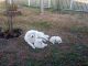 Great Pyrenees Puppies for sale in Morganton, NC 28655, USA. price: NA