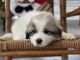 Great Pyrenees Puppies for sale in Prosperity, SC 29127, USA. price: NA