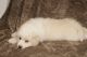 Great Pyrenees Puppies for sale in 371 Brown Mill Rd, Pacolet, SC 29372, USA. price: NA