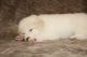 Great Pyrenees Puppies for sale in 371 Brown Mill Rd, Pacolet, SC 29372, USA. price: NA