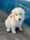 Great Pyrenees Puppies for sale in Olivia, MN 56277, USA. price: NA
