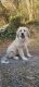 Great Pyrenees Puppies for sale in Manassas, VA, USA. price: NA