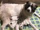 Great Pyrenees Puppies for sale in Benton Harbor, MI, USA. price: NA