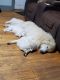 Great Pyrenees Puppies for sale in Gaffney, SC, USA. price: NA