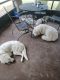 Great Pyrenees Puppies for sale in Maricopa, AZ 85138, USA. price: NA