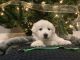 Great Pyrenees Puppies for sale in West Lafayette, IN, USA. price: $900