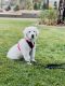 Great Pyrenees Puppies for sale in Rancho Mirage, CA 92270, USA. price: NA