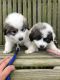 Great Pyrenees Puppies for sale in Woodstock, VA 22664, USA. price: $1,200