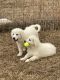 Great Pyrenees Puppies for sale in Conway, AR, USA. price: $400