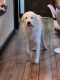 Great Pyrenees Puppies for sale in Endicott, NY 13760, USA. price: NA