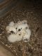 Great Pyrenees Puppies for sale in Quebeck, TN 38579, USA. price: NA