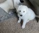 Great Pyrenees Puppies for sale in Houston, TX 77074, USA. price: NA