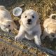 Great Pyrenees Puppies for sale in Calhan, CO 80808, USA. price: $1,200