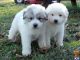 Great Pyrenees Puppies for sale in Covington, GA, USA. price: NA