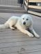 Great Pyrenees Puppies for sale in Shingletown, CA 96088, USA. price: $1,000