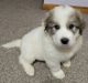 Great Pyrenees Puppies for sale in Sherman, NY 14781, USA. price: $500
