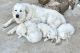 Great Pyrenees Puppies for sale in Winnsboro, TX 75494, USA. price: NA