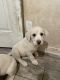 Great Pyrenees Puppies for sale in Alhambra, CA 91801, USA. price: NA