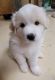 Great Pyrenees Puppies for sale in 127 Sandy Branch Rd, Canton, NC 28716, USA. price: $450