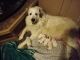 Great Pyrenees Puppies for sale in New Waterford, OH 44445, USA. price: NA
