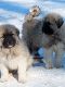 Great Pyrenees Puppies for sale in Lynn, IN 47355, USA. price: NA