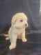 Great Pyrenees Puppies for sale in Canon, GA 30520, USA. price: NA