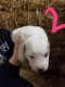 Great Pyrenees Puppies for sale in Batavia, OH 45103, USA. price: NA