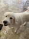 Great Pyrenees Puppies for sale in Middleburg, FL 32068, USA. price: NA