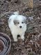 Great Pyrenees Puppies for sale in Double Springs, AL 35553, USA. price: $300
