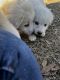 Great Pyrenees Puppies for sale in Darlington, SC 29532, USA. price: NA