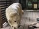 Great Pyrenees Puppies for sale in Seagrove, NC, USA. price: $100
