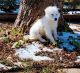 Great Pyrenees Puppies for sale in Fort Worth, TX, USA. price: $175