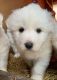 Great Pyrenees Puppies for sale in De Motte, IN 46310, USA. price: $800