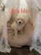 Great Pyrenees Puppies for sale in Canton, OH, USA. price: NA