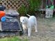 Great Pyrenees Puppies for sale in Verona Trail, Austin, TX 78749, USA. price: $300
