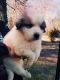 Great Pyrenees Puppies for sale in Double Springs, AL 35553, USA. price: NA