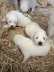 Great Pyrenees Puppies