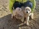Great Pyrenees Puppies for sale in Big Bear, CA 92314, USA. price: NA