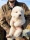 Great Pyrenees Puppies for sale in Roanoke, IN 46783, USA. price: NA