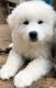 Great Pyrenees Puppies for sale in Atlanta, TX, USA. price: $500