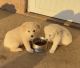 Great Pyrenees Puppies for sale in Golden, TX 75410, USA. price: NA