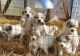 Great Pyrenees Puppies for sale in Parsons, KS, USA. price: NA