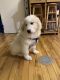 Great Pyrenees Puppies for sale in Wilmington, MA 01887, USA. price: $2,500